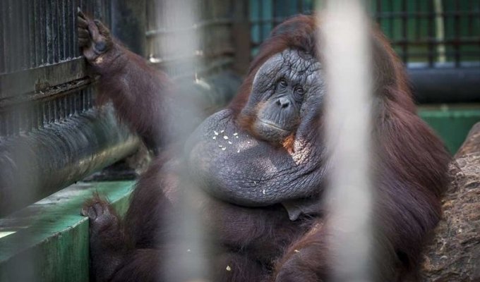 В Таиланде орангутан невероятно растолстел, начав есть от скуки (5 фото)