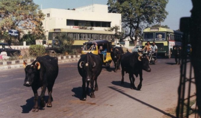 Индия, 1991 (12 фото)