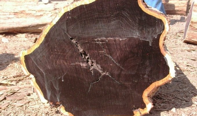 The most expensive wood in the world (10 photos)