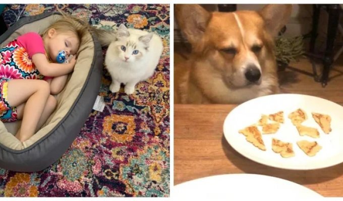 15 examples of oddities that owners surprise their pets with (16 photos)