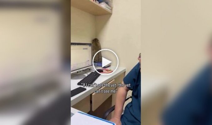 Пугливый кот попытался спрятаться от ветеринара