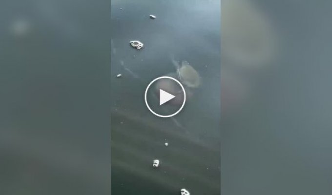 Краб катается на медузе