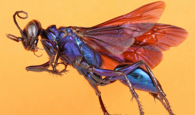 Unique photos of insects from the University of Texas team (22 photos)