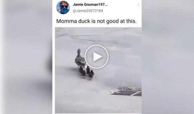 This is the drama with the mother duck