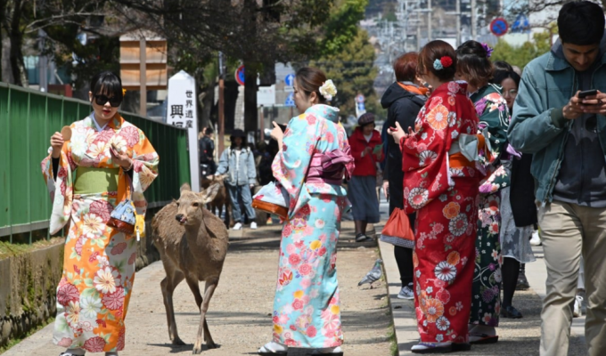 In the deer town of Nara they decided to shoot deer (6 photos)