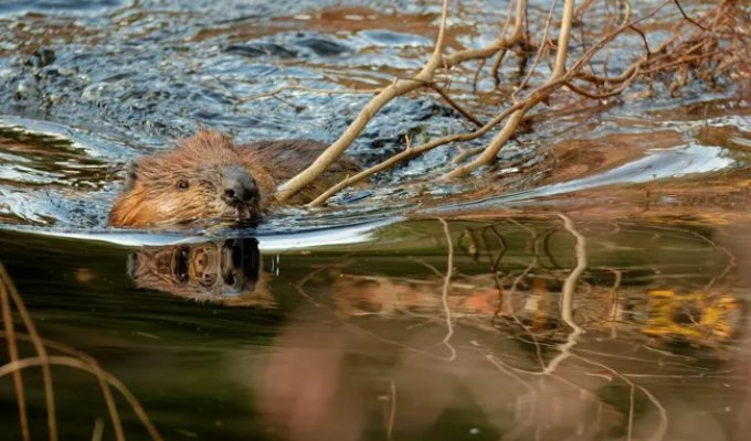 In Slovakia, a beaver built a dam that can leave five thousand residents without water (3 photos)