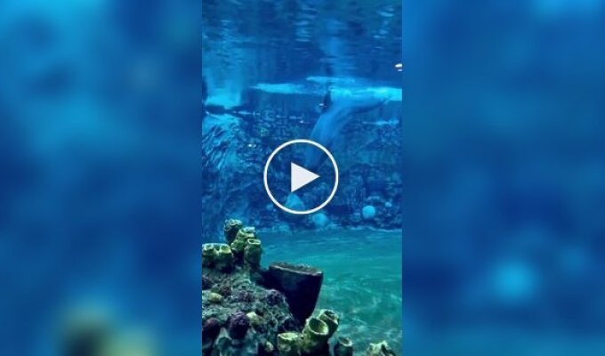 Дельфин играет с воздушными кольцами под водой