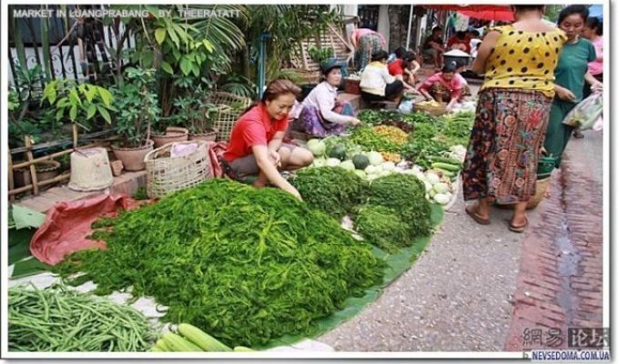 Азиатский рынок. Кило лосиных копыт для борща (19 фотографий)
