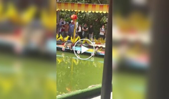 Во Вьетнаме вместо скачек устраивают заплывы обезьян