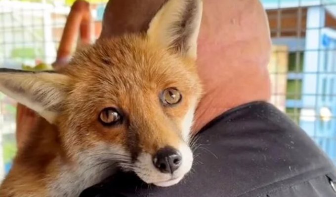 A man saved a fox, and now it doesn't want to return to the wild (3 photos + 1 video)