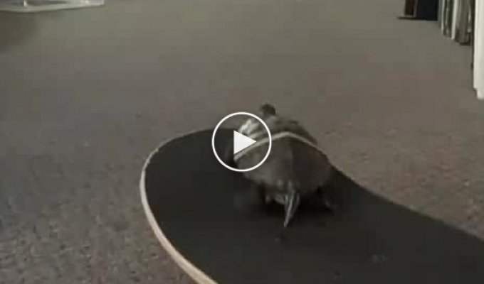 Черепашка ездит на скейте