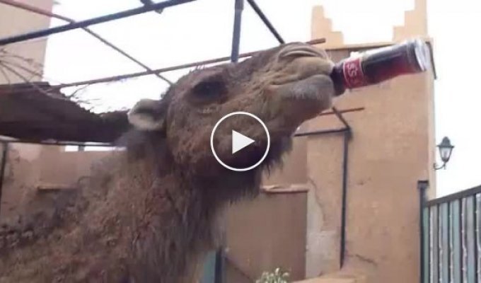 Верблюд пьет кока-колу