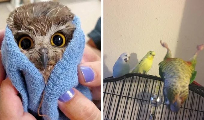 20 Cases When Birds Were More Charismatic Than All Other Creatures Combined (21 photos)