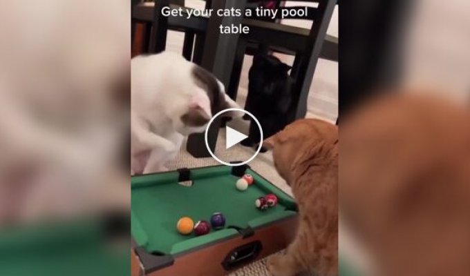 Мини-бильярд для котов