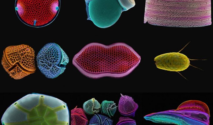 Діатомові водорості: Мікрофотографії Пола Харгрівза та Фей Дарлінг (16 фото)