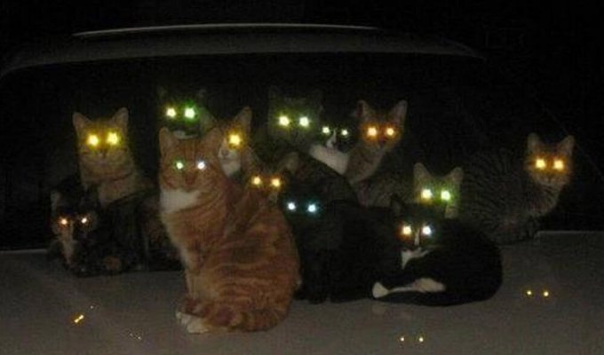 Hell's lights: why cats' eyes glow different colors (6 photos)