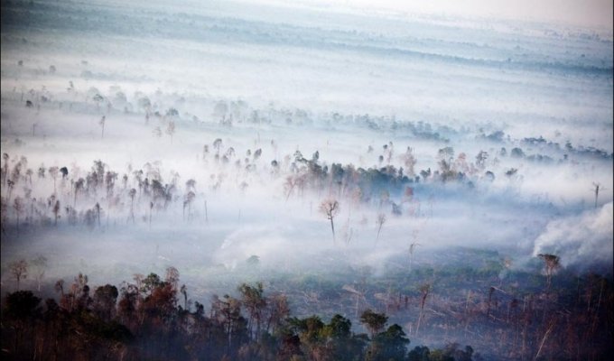 Исчезающие леса (16 фото)