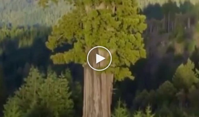 Гиперион, 115 метров, самое высокое дерево на планете