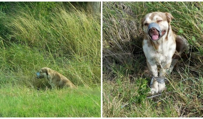 A live dog was found in a ditch with its paws tied and tape around its muzzle (5 photos)
