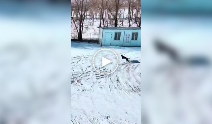 В Китае засняли эпичную погоню собак за зайцем, и по накалу страстей - это настоящий блокбастер