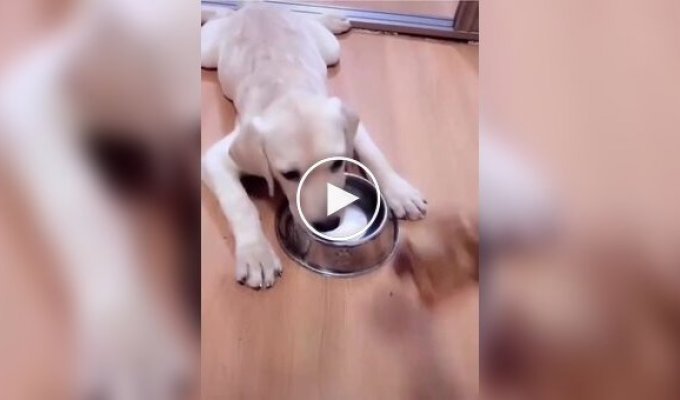 The dog prevented the owner from teasing her puppy