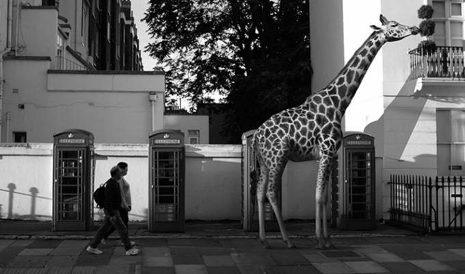 Фотограф выразил всю сущность толерантного общества в серии фото "Зоопарк на улицах" (18 фото)