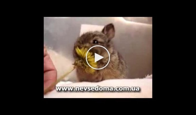 Кролик кушает одуванчик