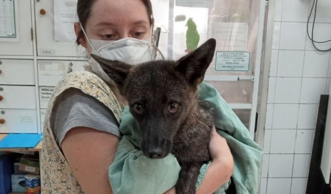 The world's first dog-fox hybrid was discovered in Brazil (2 photos + 1 video)