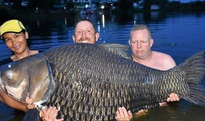 В Таиланде рыбак из Британии выловил самого большого в мире карпа весом 105 кг (3 фото)