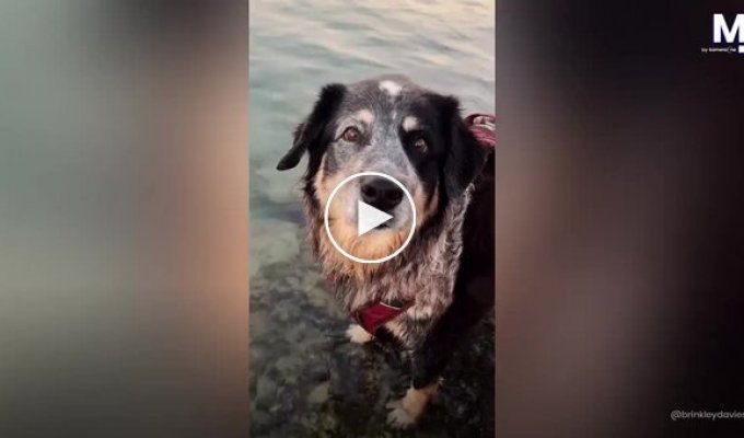 A dog dove into the water and unexpectedly became "one of the dolphins."