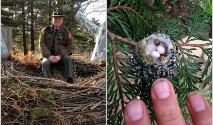 From giant nests to huge cacti: 14 photos that show the size of things (15 photos)
