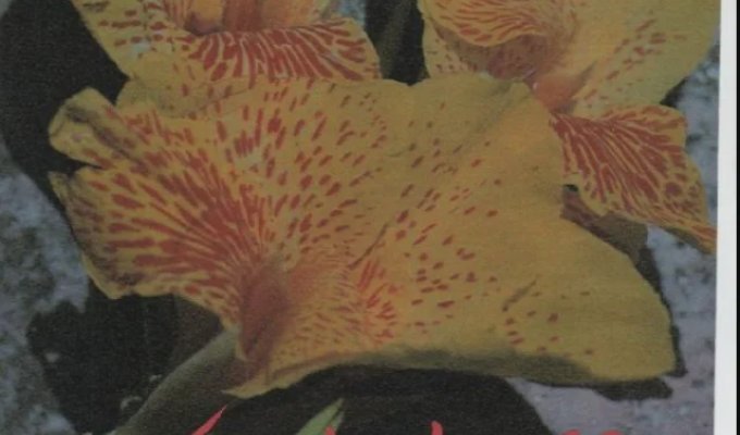 Архив дня: горячие фото Хелены Кристенсен (6 фото)