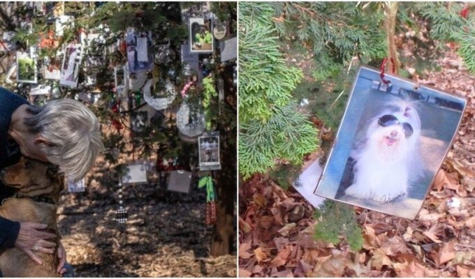 The “Memory Tree” in New York leaves no one indifferent (8 photos + 1 video)