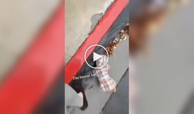 A dog found money on the street and cheered up his owner