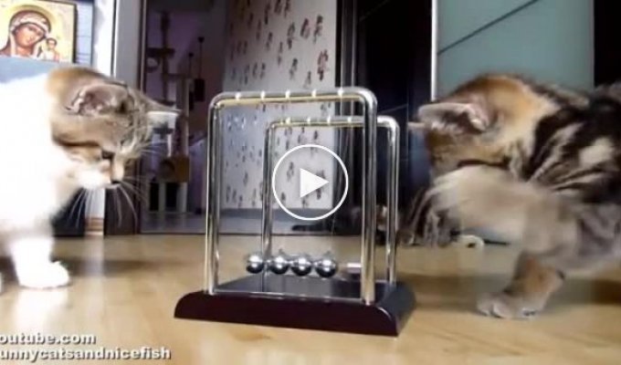 Котята изучают законы физики на практике