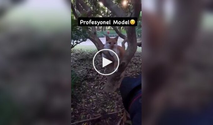 Пушистая фотомодель