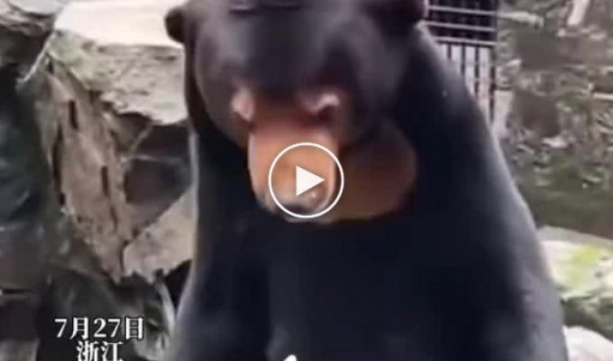 Китайский зоопарк обвинили в использовании людей в костюмах вместо малайских медведей
