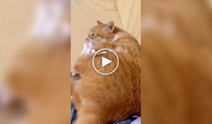 Ginger cat pissed off himself
