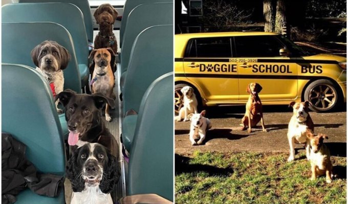 В США собак возят в дневной приют на "школьных автобусах" (11 фото + 1 видео)