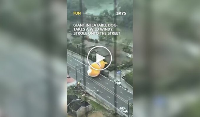 The cutest car accident. A huge corgi rolls down the road
