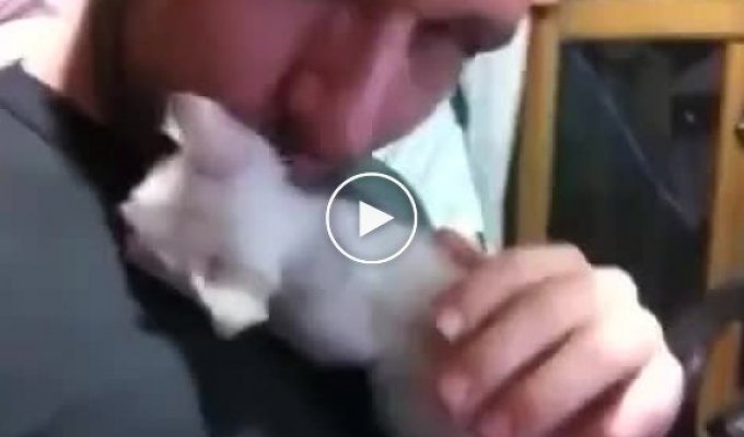 Спасенный котенок благодарит поцелуйчиками