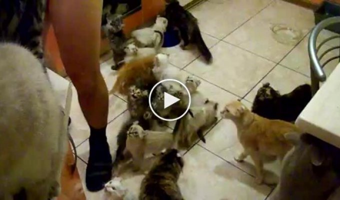 Квартира полна кошек
