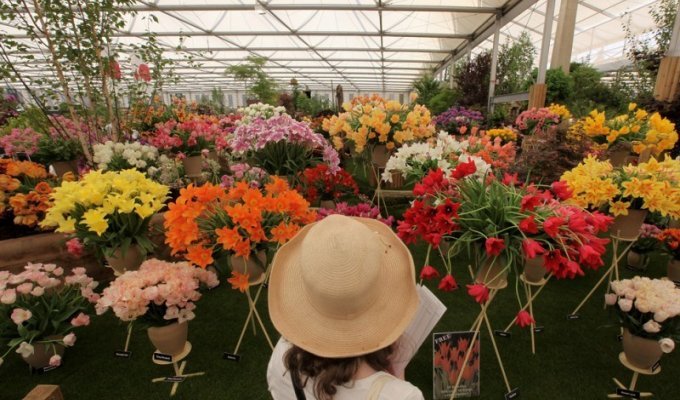 Королевская выставка цветов в Челси (24 фото)