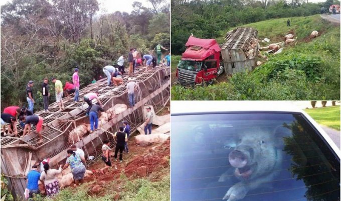Халявное мясо: грузовик со 120 свиньями перевернулся в Бразилии (7 фото)