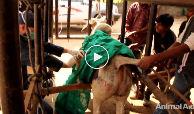 Ветеринары спасли бездомного быка