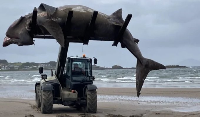 A seven-meter shark was found on the beach and had to be lifted with a tractor (5 photos)