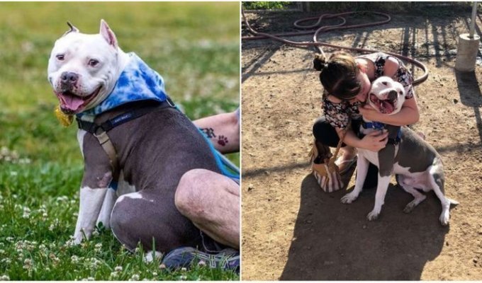 Собака воссоединилась со своей хозяйкой спустя три года после пропажи (7 фото)
