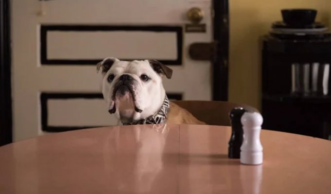 The best dog actors in Hollywood (10 photos)