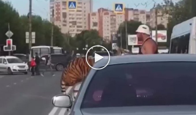 В Иванове тигр вырвался на свободу