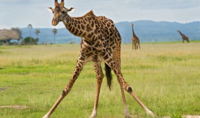 Вы когда-нибудь видели как пьют жирафы? (3 фото)